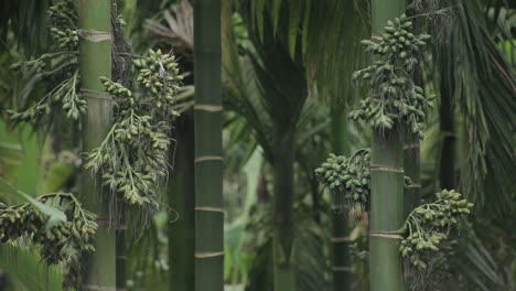 Nueces-De-Areca-Crudas-Colgando-De-Un-árbol.-Acercarse