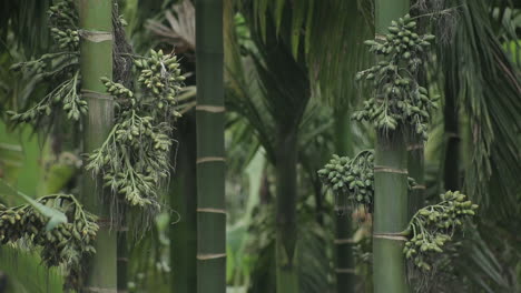 las nueces de areca crudas colgando del árbol.