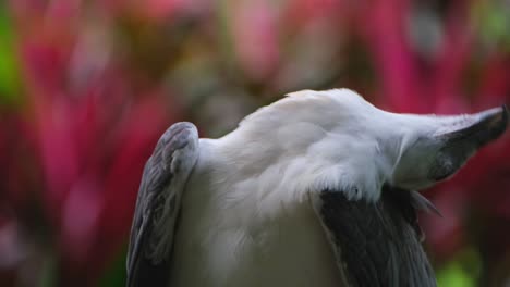 Mirando-A-Su-Alrededor-Y-Luego-Rascándose-Las-Plumas-Y-Acicalándose-La-Espalda,-águila-Marina-De-Vientre-Blanco-Haliaeetus-Leucogaster