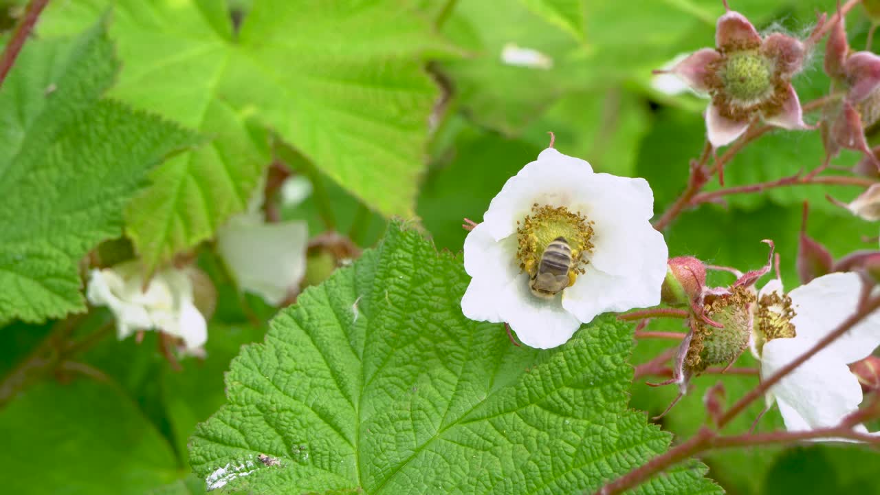 la abeja occidental recolecta polen de la flor silvestre de thimbleberry