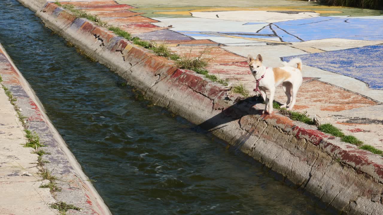 Cane vicino a un canale d'acqua, fiume Vinalopó, Elche, Spagna