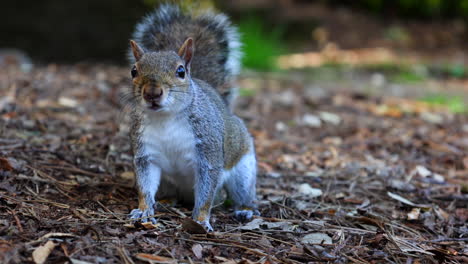 grey squirrel looking at the camera in a bed of leaves