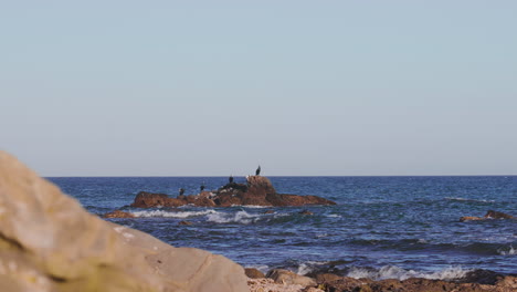 Kormorane-Auf-Felsen-Mit-Blauem-Meer