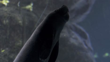 dugong in aquarium