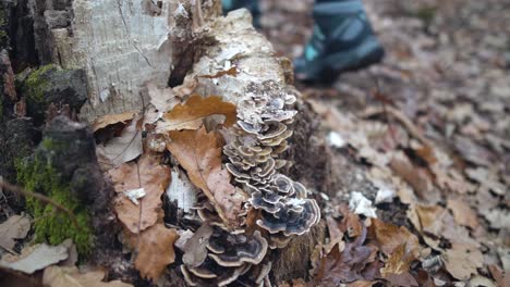 Still-close-up-shot-of-dry-wood-mushrooms-with-a-person-in-blue-trousers-and-tourist-shoes-walking-in-the-background,-SLOW-MOTION