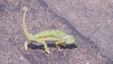 Flap-necked-Chameleon-standing-still-in-sunlight-on-hot-asphalt-road