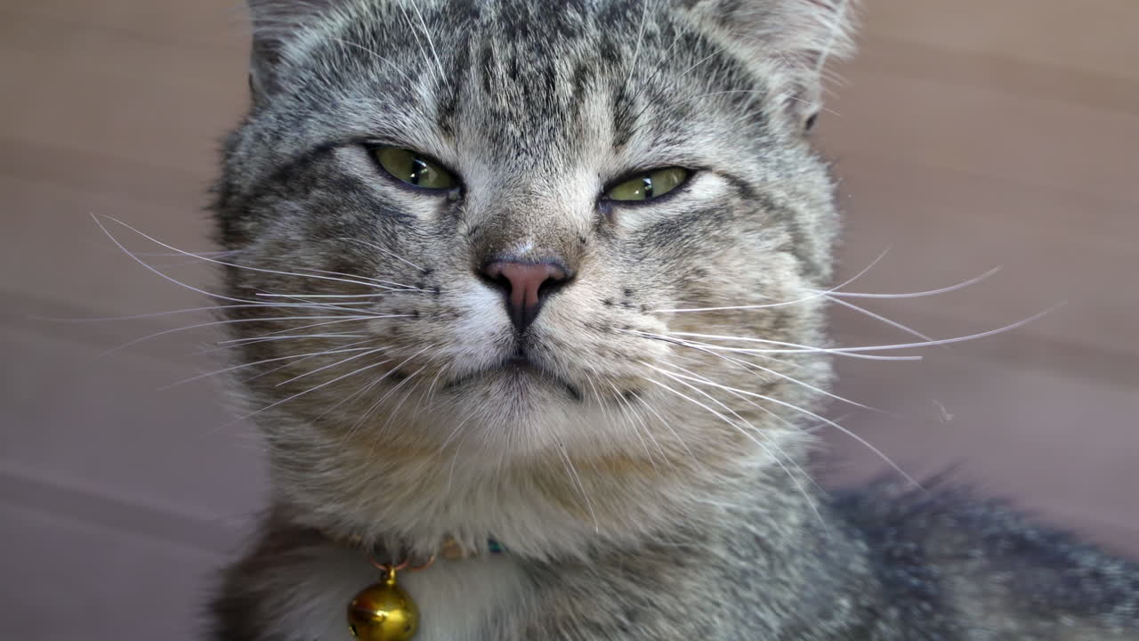 Tabby cat with green eyes with a bell collar looking around
