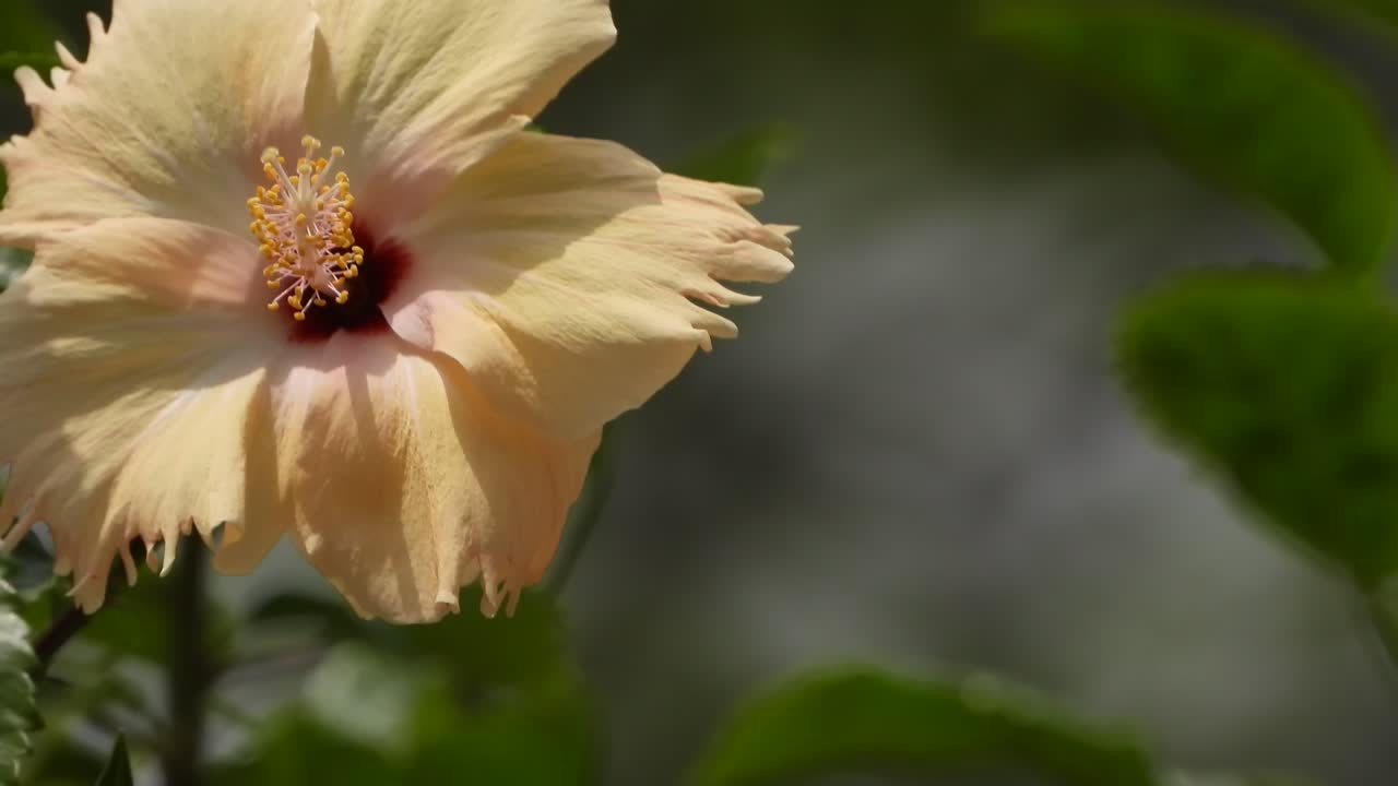 Bellissimo fiore di ibisco
