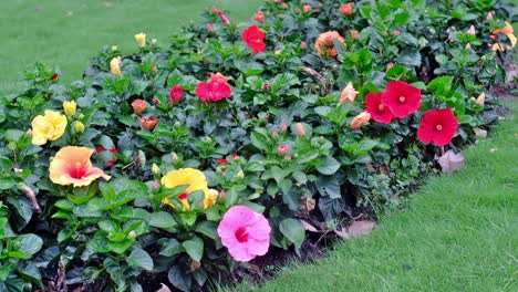 colorful flowers on a flower bed at a lawn garden in ho chi minh city, vietnam