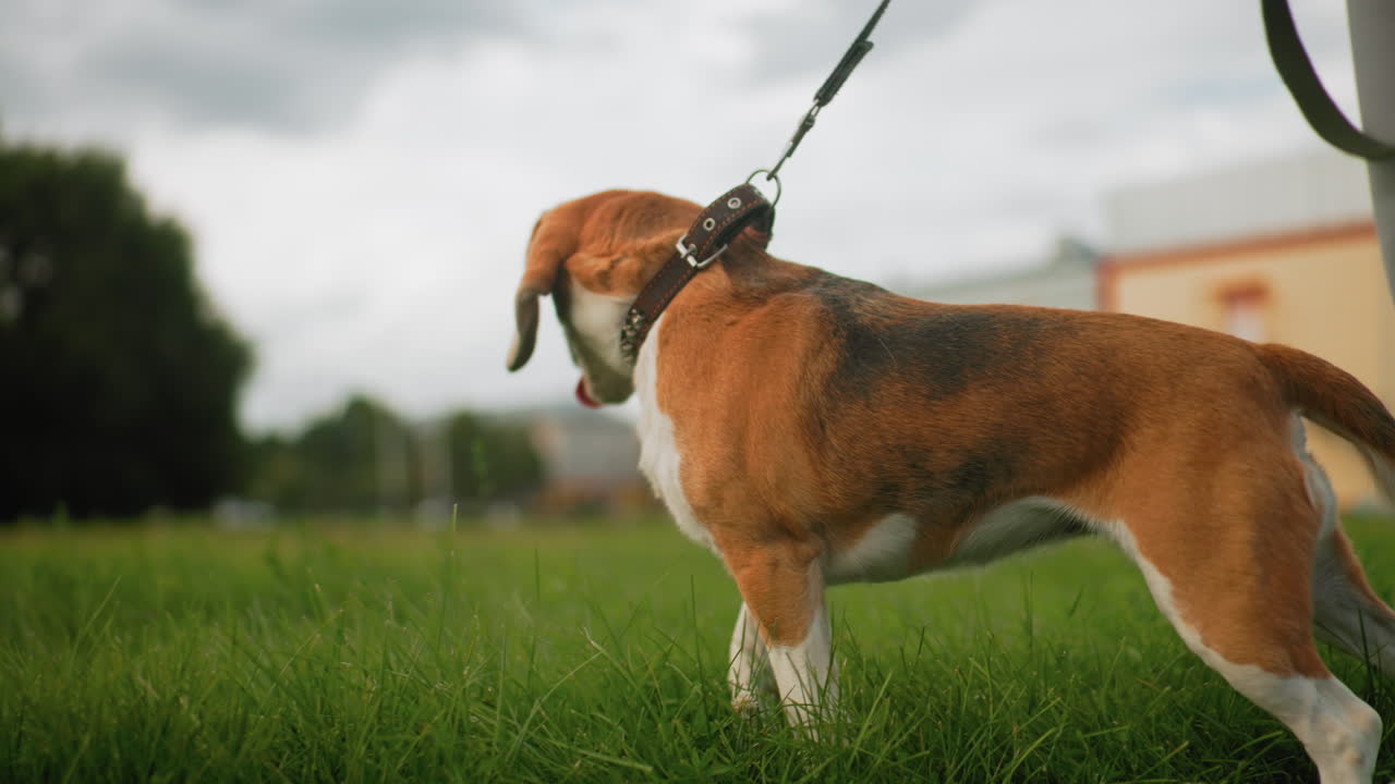 Happy puppy wagging tail during outdoor walk on grassy field, enjoying fresh air and companionship, standing beside owner under cloudy sky with distant buildings and trees in background