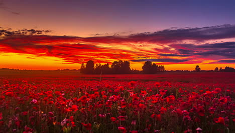 hermosa escena rojiza durante la puesta de sol