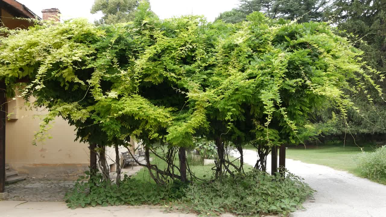 Pergola with climbing green Wisteria vines