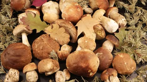 ceps, dry leaves and fir-needle, background