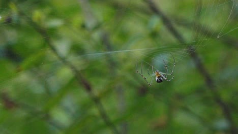 medium shot of a spider moving on her web