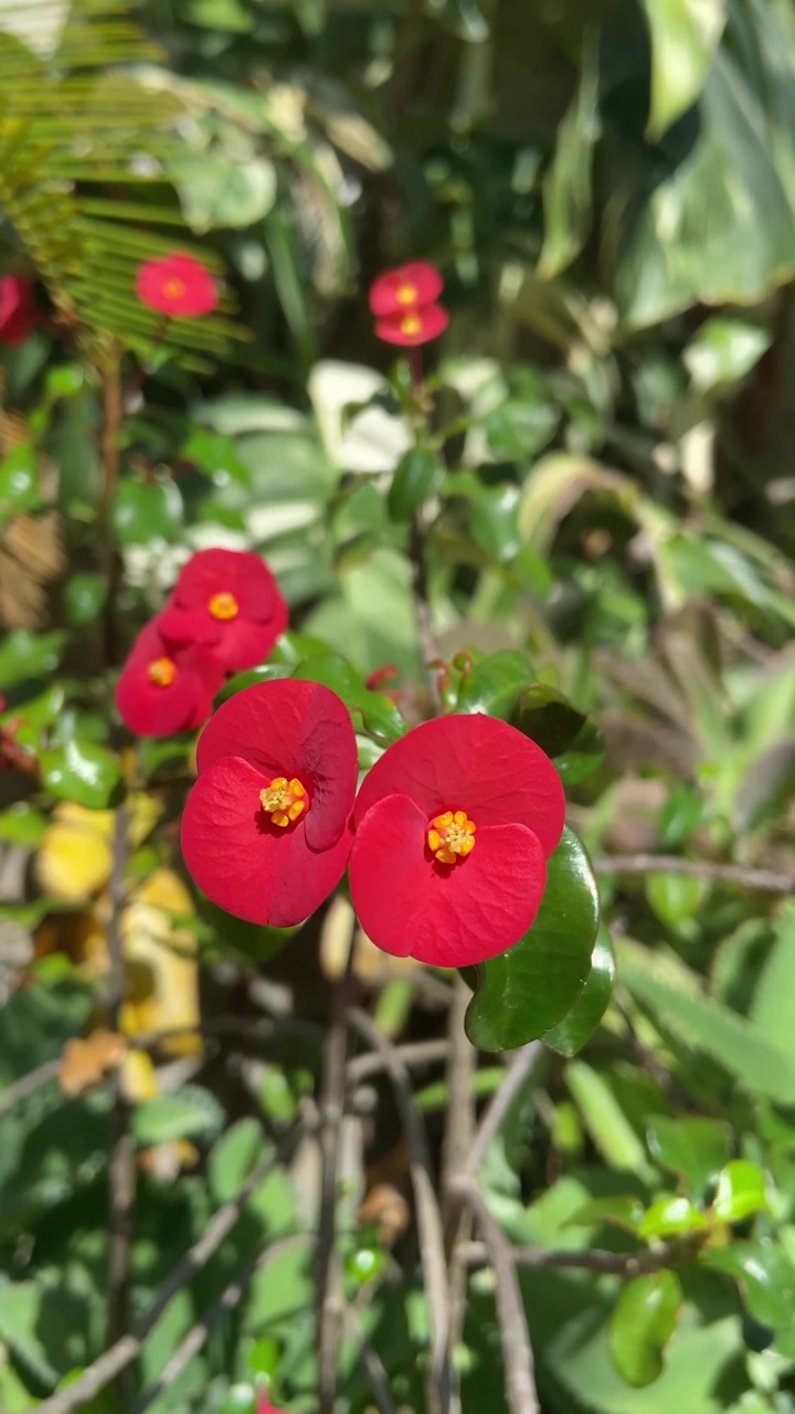 Fiori di Spina di Cristo rosso vibrante che sbocciano alla luce del sole
