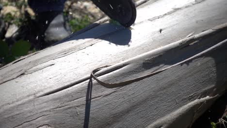 chainsaw cutting the tree slow motion