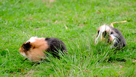 Pair-of-cute-guinea-pigs-grazing-on-grassy-field-in-early-morning,-telephoto