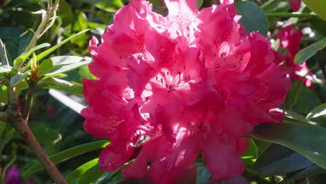 Bright-pink-Rhododendron-flower-surrounded-by-green-bushes,-macro-shot