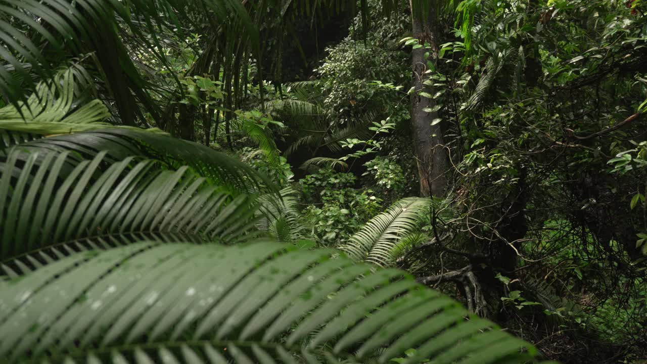 Jungle rainforest humid forest dense canopy green plants tree Bali Ubud Indonesia