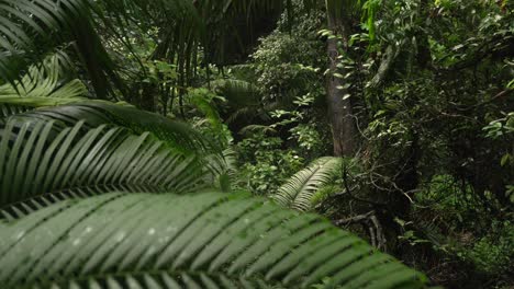 jungle rainforest humid forest dense canopy green plants tree bali ubud indonesia