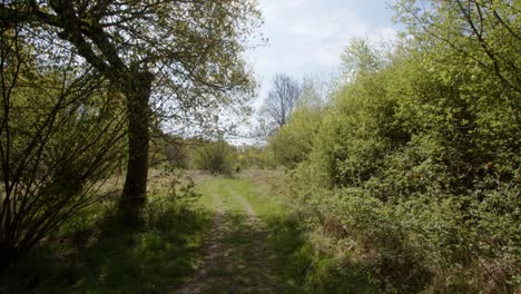 Pista-De-Bosque-De-Primavera-Con-Un-árbol-A-Un-Lado,-Plano-Extra-Ancho