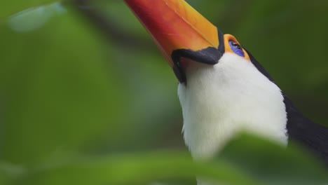 low angle close up of a south american toco toucan looking up while standing on a branch surrounded by nature