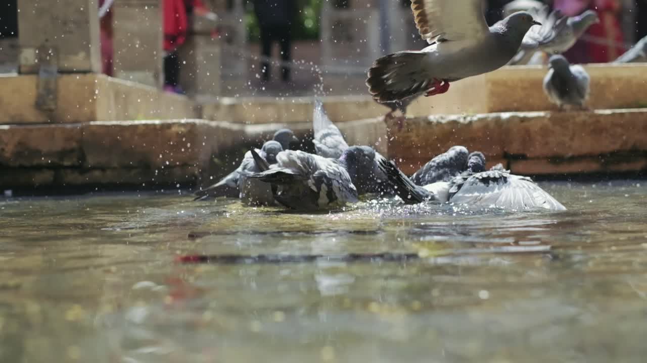 palomas bañándose en una fuente de la ciudad en un caluroso día de verano en cámara lenta