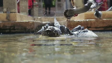 Tauben,-Die-An-Einem-Heißen-Sommertag-In-Zeitlupe-In-Einem-Stadtbrunnen-Baden