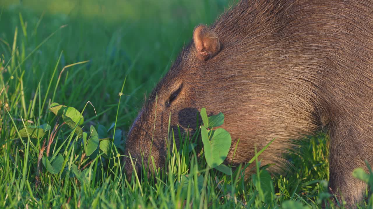 Close up shot of capybara grazing on lush green grass, Ibera Park, Argentina.