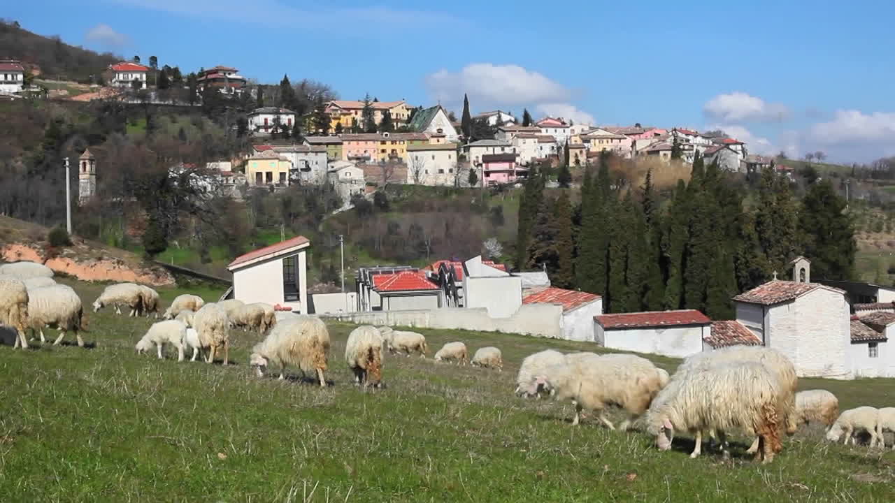 ovejas en un pasto verde