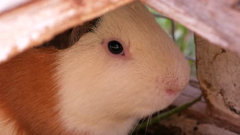 Nahaufnahme-Eines-Kleinen-Meerschweinchens-In-Seinem-Käfig