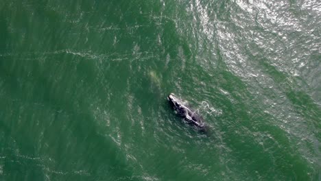 whale watching, orbit drone shot of large marine mammal