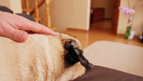 pug dog lies on sofa and man hand pets dog. relaxation of domestic animal. focused view