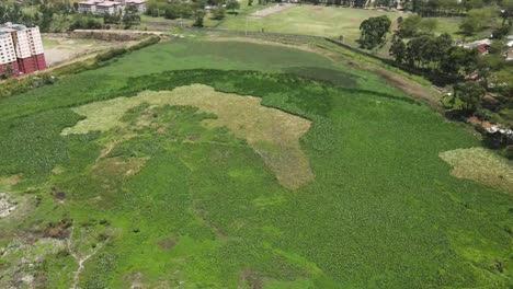 water-hyacinth-encroaching-nairobi-dam-in-kibera-estate,-Water-hyacinth-polluting-nairobi-water-dam,-Environmental-pollution-of-water-hyacinth