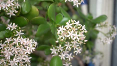 las abejas polinizan las flores - al aire libre