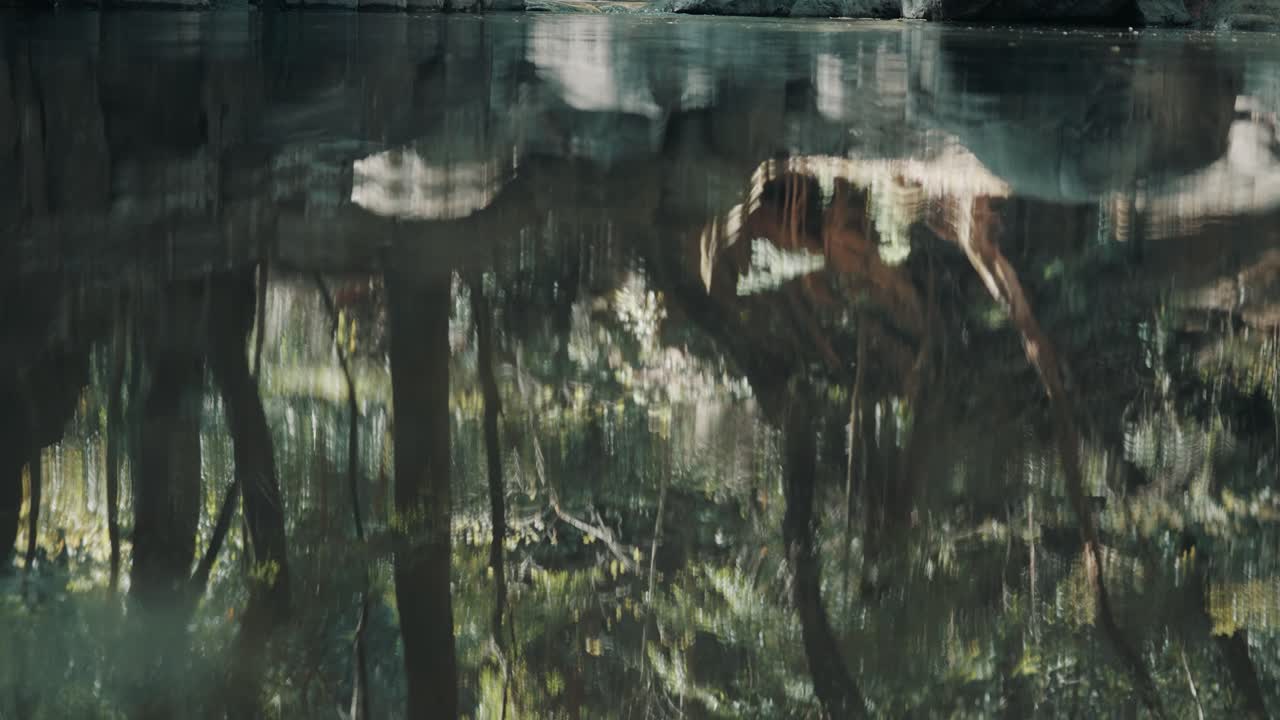 Trees and nature reflecting on the water