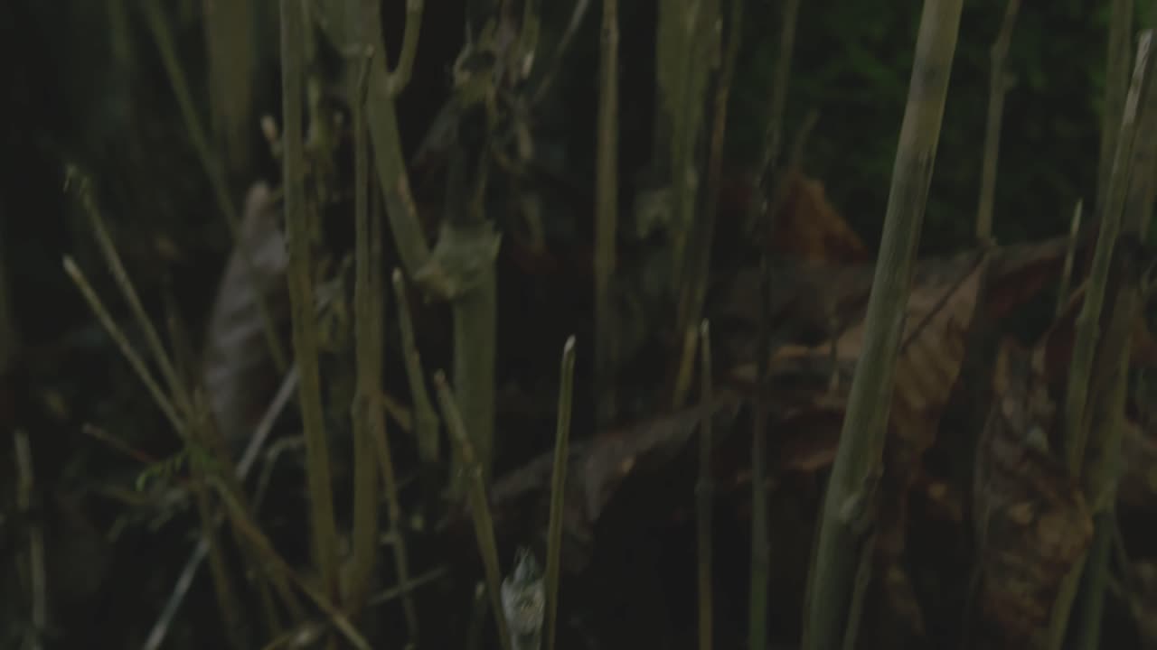 잎나무 숲의 다양한 나무와 관목