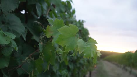 cámara lenta de hojas de vid de uva al amanecer