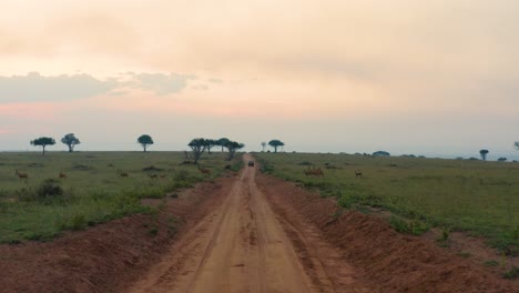Herde-Von-Antilopen-überqueren-Die-Straße-In-Weiten-Afrikanischen-Ebenen-Bei-Sonnenuntergang