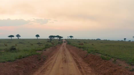 herd of antelope cross road in vast african plains at sunset