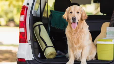 Happy-golden-retriever-pet-dog-sitting-inside-open-car-boot-in-park