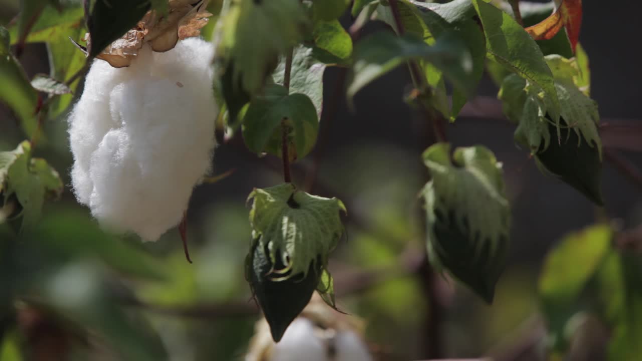 el algodón crece en los campos de américa central guatemala 1