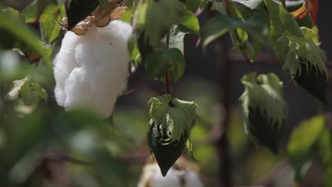 el algodón crece en los campos de américa central guatemala 1