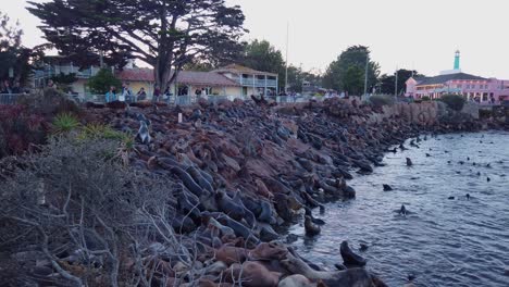 Toma-Panorámica-De-Primer-Plano-De-Cardán-De-Un-Gran-Número-De-Leones-Marinos-Que-Llegan-A-Tierra-Y-En-El-Océano-En-Monterey,-California