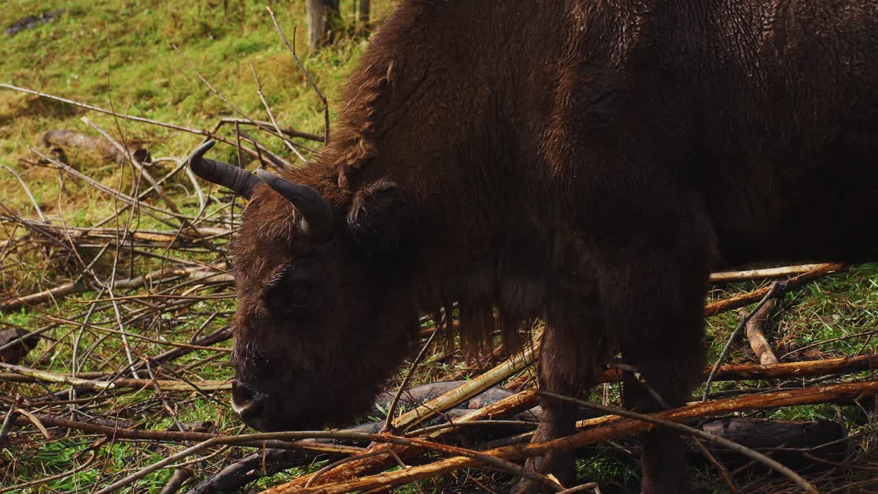 European Bison Feeding in a Forest