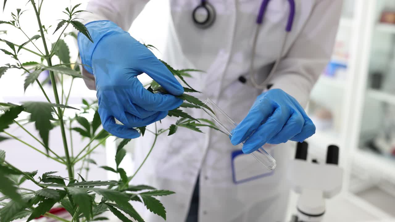 Cannabis Research in the Lab