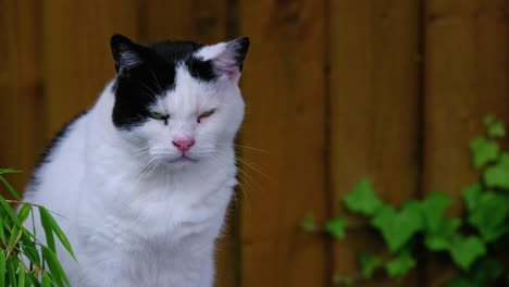 gato tom negro y blanco sentado al aire libre y limpiándose