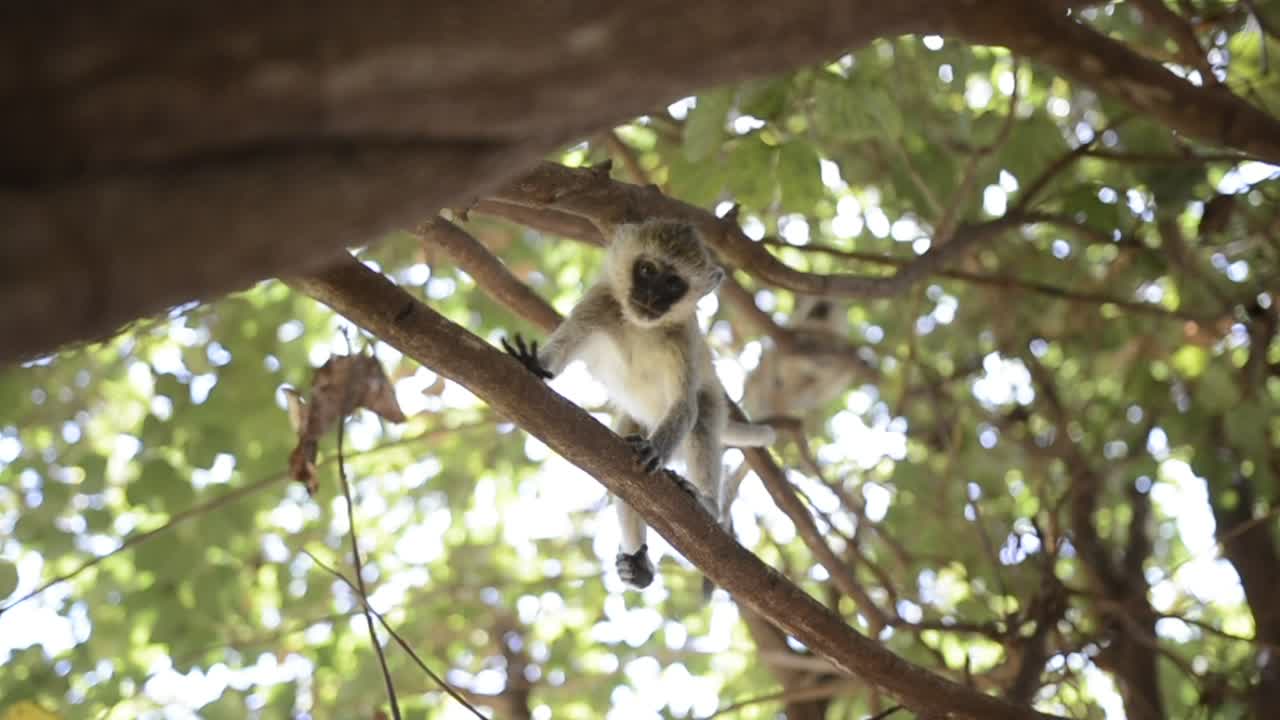 Monkey`s in Kenya