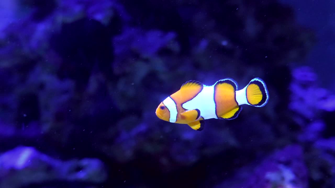 Pesce pagliaccio che nuota con grazia in un vivido ambiente sottomarino blu.