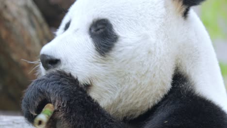 Giant-panda-(Ailuropoda-melanoleuca)-also-known-as-the-panda-bear-or-simply-the-panda,-is-a-bear-native-to-south-central-China.